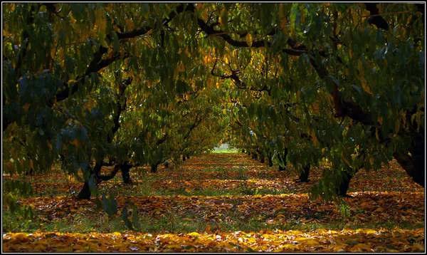 A Golden Autumn Sunday: Albury to Bask in Sunshine Before Evening Clouds